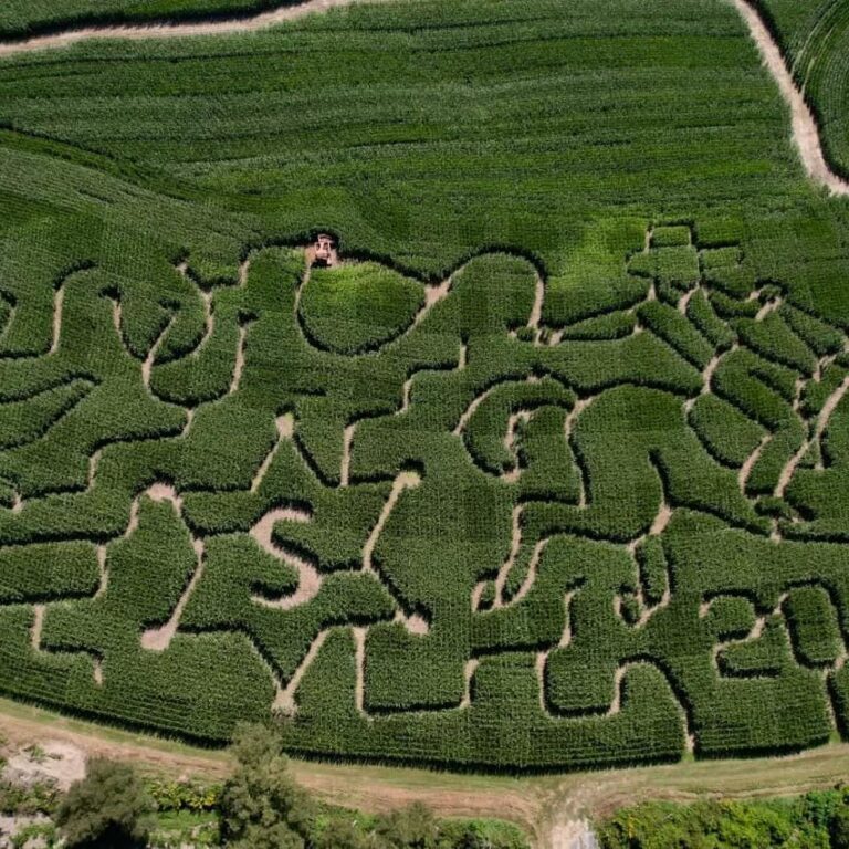 Millers Corn Maze Columbia Cross Roads 2 768x768